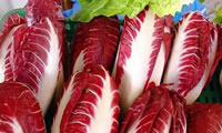 Radicchio rosso lungo