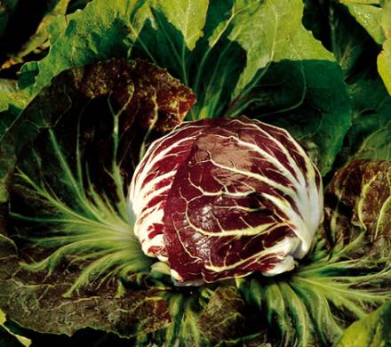 Radicchio rosso tondo