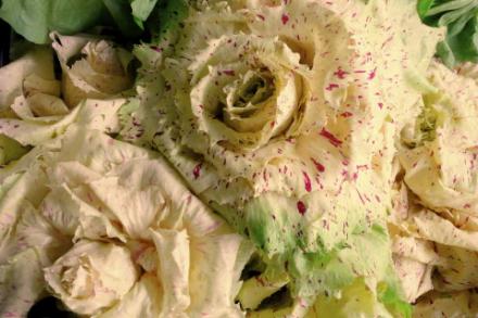 Radicchio semilungo, bianco e variegato